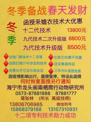 冬季备战、春天养蟾采衣早入手.jpg