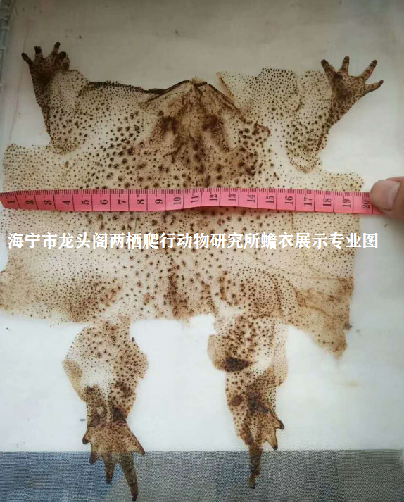 20厘米宽蟾衣.png